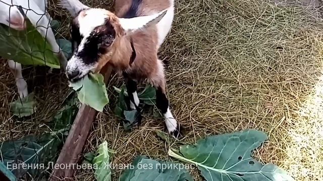 5 коз на 5 СОТКАХ! ? /Устройство летнего козовника смотреть онлайн