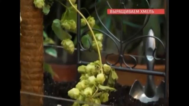 Выращиваем хмель смотреть онлайн