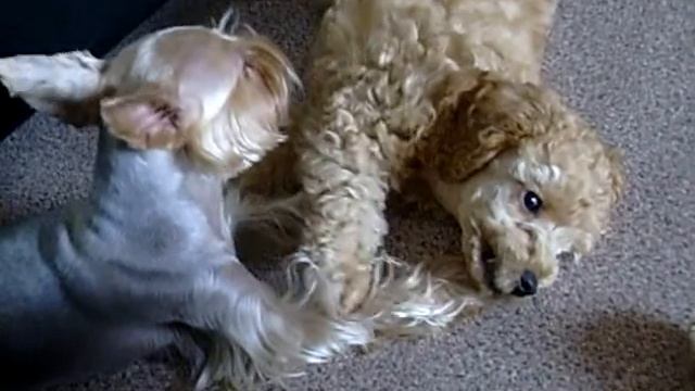 Ива, йорк терьер Мэри и мама Бусинка / Iva, york terrier Meri and mom Businka смотреть онлайн