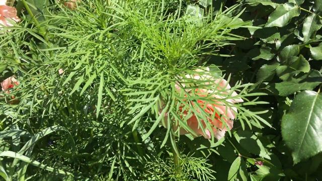 Urban English-style Cottage Garden 2022| Mother of Pearl Rose in Catherine’s Garden смотреть онлайн