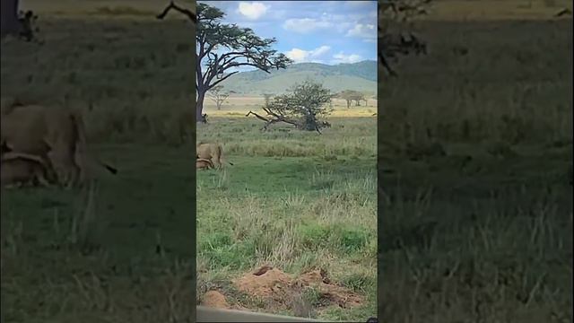 These 2 Lions Need to Get A Room 😂 смотреть онлайн