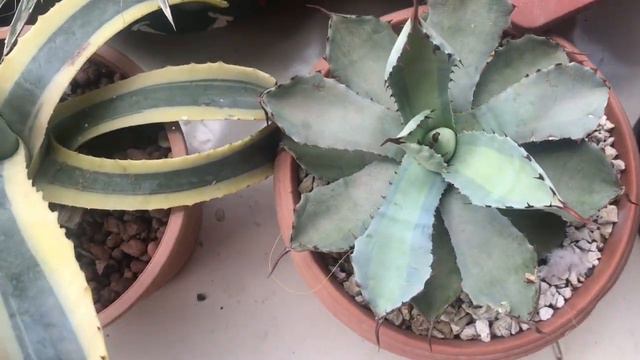 Agave - Hindi смотреть онлайн