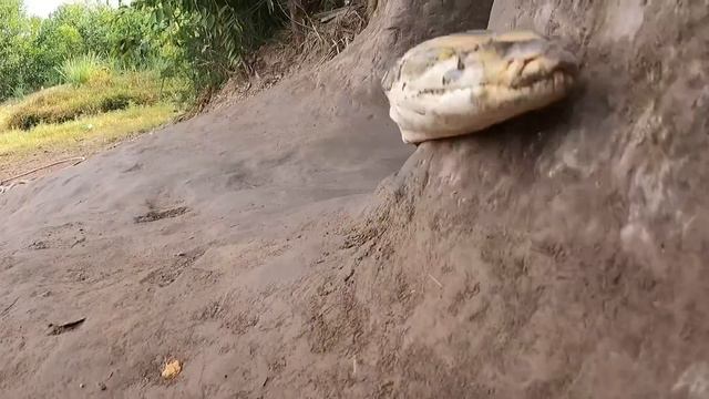 Spider Man Teams Of Hunters Confront Ferocious Giant Snake and King Kong Monster To Save The Girl смотреть онлайн
