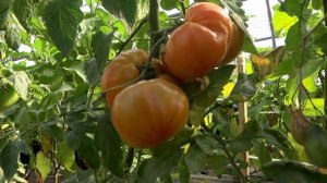 Удивительный сорт для любителей биколорных томатов