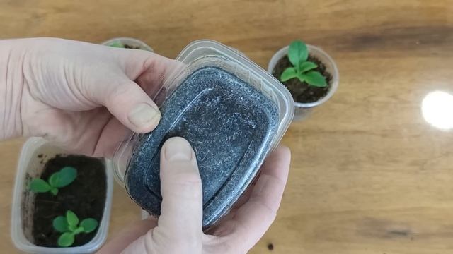 ЭКСПЕРИМЕНТ ПРОДОЛЖАЕТСЯ НА ЧЕРЕНКАХ. МАГ-БОР, КАК СТИМУЛЯТОР КОРНЕООБРАЗОВАНИЯ. смотреть онлайн