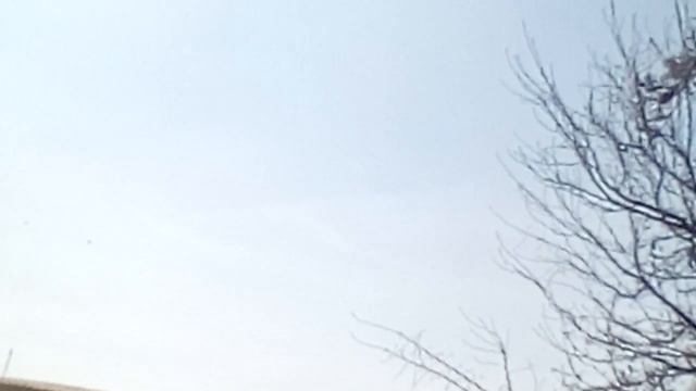 Черно-белый голубь смотреть онлайн