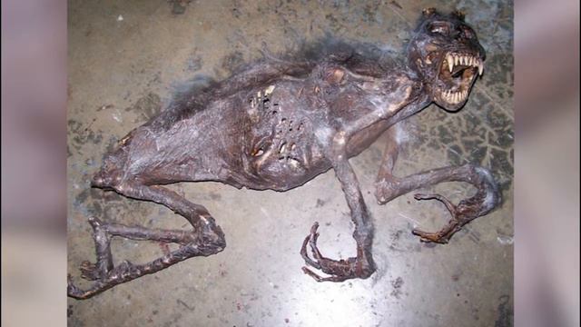 5 САМЫХ ЗАГАДОЧНЫХ И МИСТИЧЕСКИХ СУЩЕСТВ смотреть онлайн