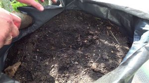 Посев кабачков и огурцов в мешки