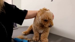 Cockapoo Grooming One Length All Over