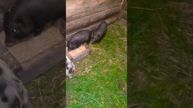 Вьетнамские вислобрюхие поросята. 1.5 месяца, вес поросят, обзор, кормление смотреть онлайн