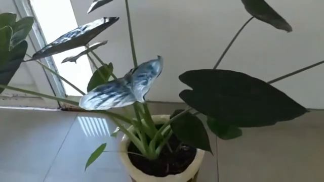 ALOCASIA WENTII смотреть онлайн