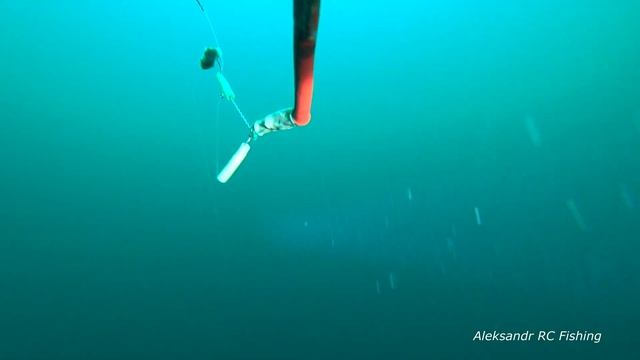 Камбала  60 метров подводные съемки Flounder  Underwater Shooting