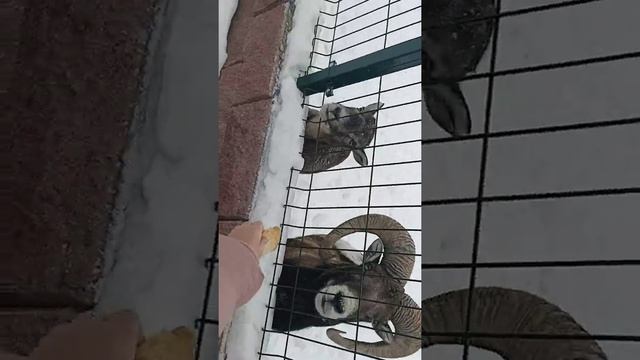 Кормим АРХАРА смотреть онлайн