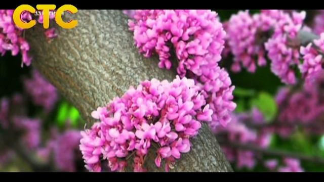 Чай и Кофе. Лапачо. Выпуск 14. смотреть онлайн