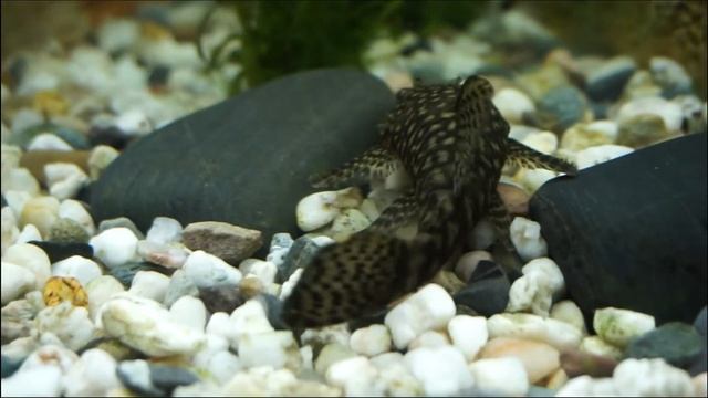 аквариумный сом анциструс (Ancistrus) / СМОТРИМ