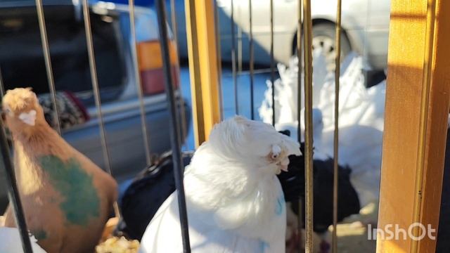 Ярмарка голубей в Воронеже 19.03.2022г.