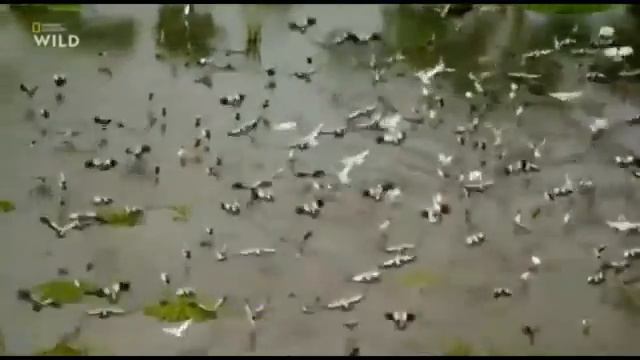 National Geographic WILD. Дикая Шри-Ланка. Берег гигантов.