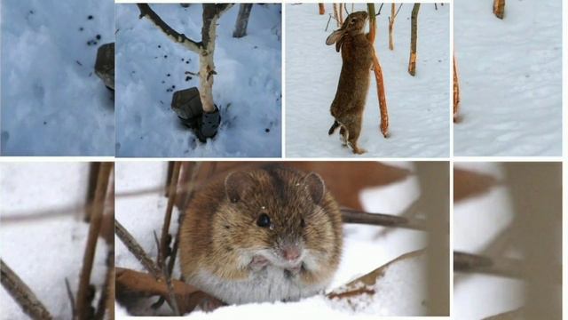 ДАЧНЫЕ ИСТОРИИ смотреть онлайн