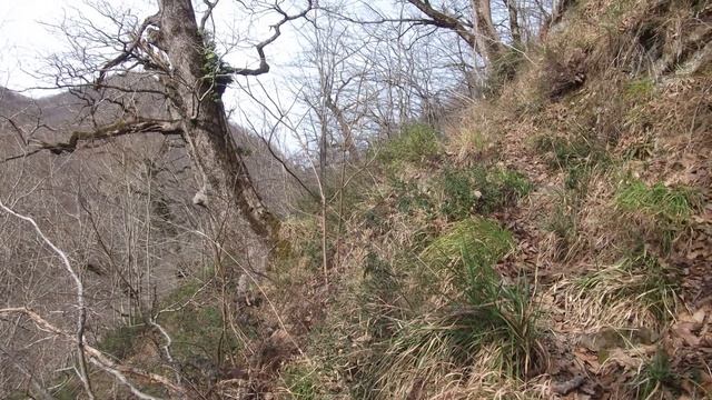 Прогулка - Зимние субтропики