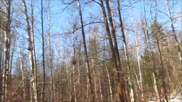 Весенний лес. Весна в Комарово. Французская полька, "В Павловском лесу", Иоганн Штраус-сын смотреть онлайн