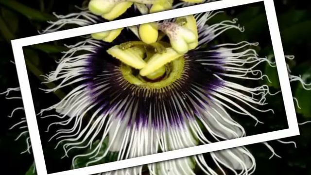 Pasiflora jestiva, Isusova kruna смотреть онлайн