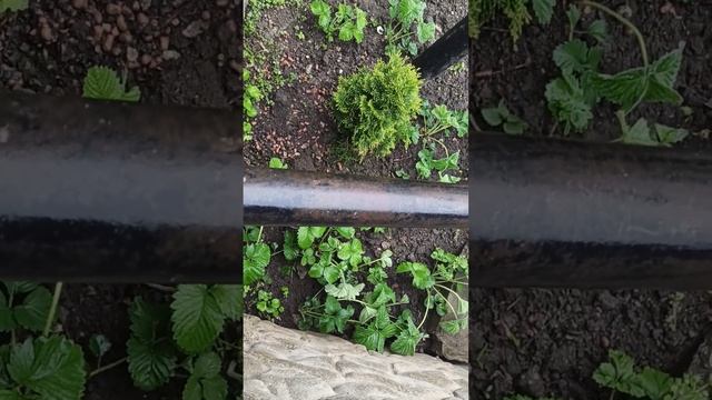 сорта клубники Купчихи и Аромас смотреть онлайн