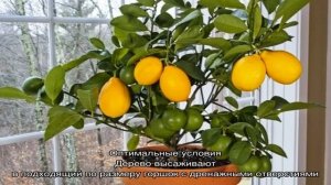 Когда начинает плодоносить лимон в домашних условиях