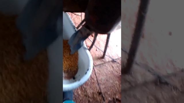 Прибор для очистки початков кукурузы от зерна смотреть онлайн