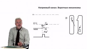 Евсеев А.В. Нормальная физиология. Лекция №6. Природа КУД и рефрактерности. Законы раздражения. 2023
