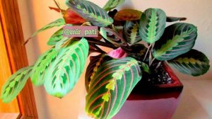 КАК УХАЖИВАТЬ ЗА МАРАНТОЙ?