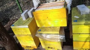 Расширение семьи пчёл корпусом дадан вниз.