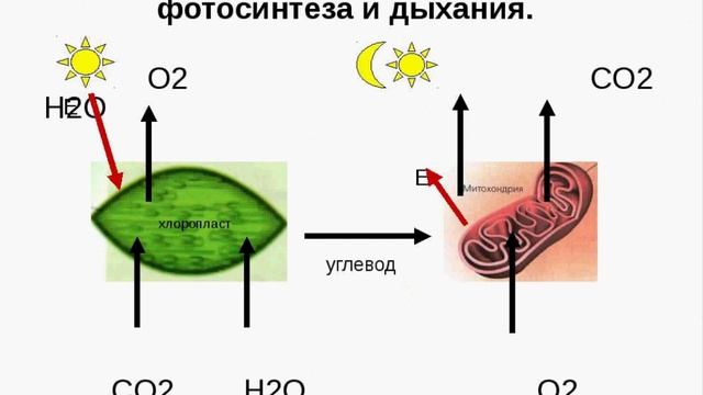 Дыхание и фотосинтез у растений. Это есть в ЕГЭ/ОГЭ.Сравнение. смотреть онлайн