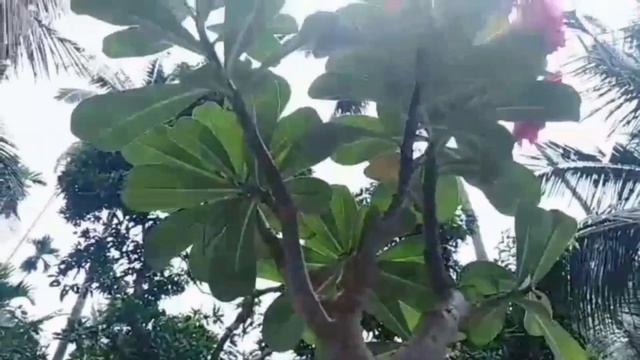Adenium bonsai plant | Part-4 | (അഡീനിയം ബോൺസായ് ചെടി) смотреть онлайн