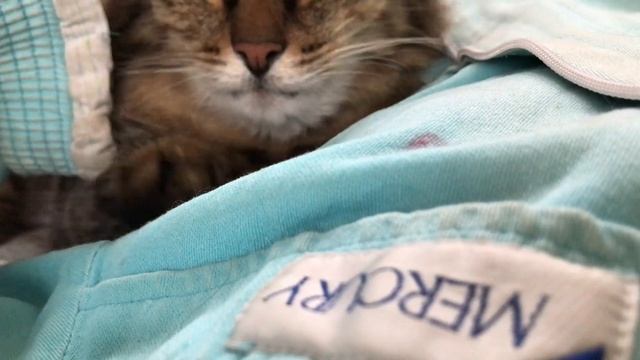 Ласковый кот лезет обниматься!!! Приколы с котами Смешные животные Смешные коты смотреть онлайн