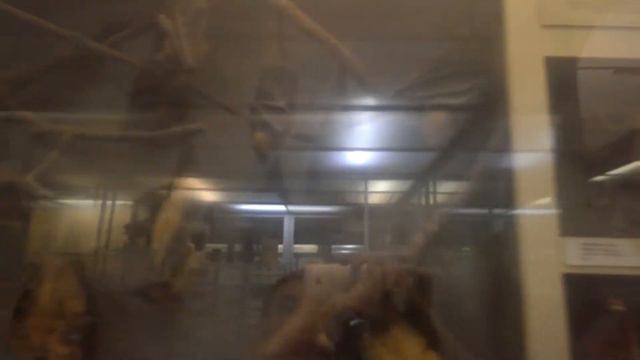 П465 - кенгуру и летучие мыши - день 15 - видео 30 - Немец опять офигевает в России смотреть онлайн