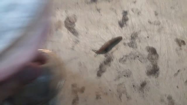 слизни проникают в квартиру. Как с этим бороться. Простое решение. смотреть онлайн