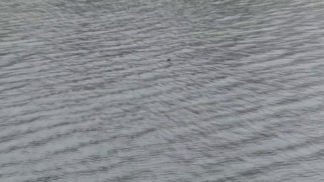 Снасть "ЯЙЦА" с секретом (красными ногами) Зимняя рыбалка и ловля на мормышку с подвеской на волос смотреть онлайн