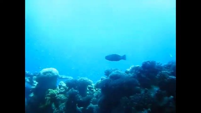 Дно морское!!! смотреть онлайн