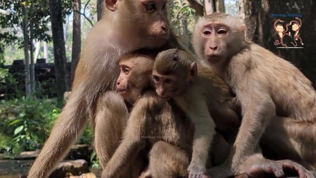 Nori No Don't Eat My Food! Baby Monkey Rainbow Fight With her friend and big monkeys For Food? смотреть онлайн