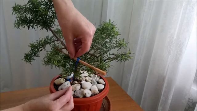 Бонсай из Розмарина/ Rosmarínus #2 Сентябрь 2021 смотреть онлайн