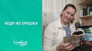 Как посадить на даче сибирский кедр. Выращивание кедра  из шишки и орешка  в домашних условиях.