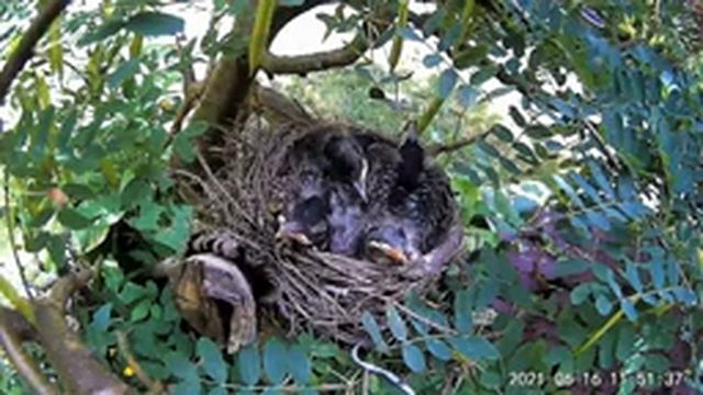 2021 June 16 Mama robin docks beak between her wings on a chilly Tuesday morning смотреть онлайн