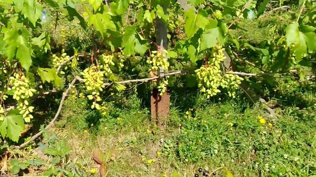 Лучшие сорта. Смородина черная Краса Львова. смотреть онлайн