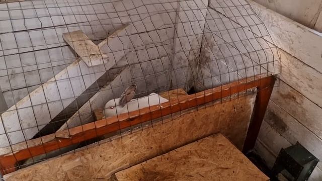 Лесные грибы: собирательство и приготовление