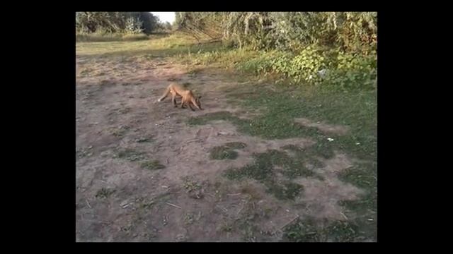 Рыжие страсти в Сабуровке смотреть онлайн