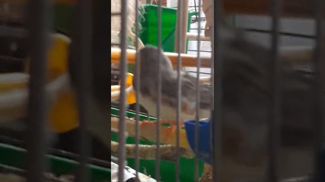 Зебровые амадины чистят свои пёрышки смотреть онлайн