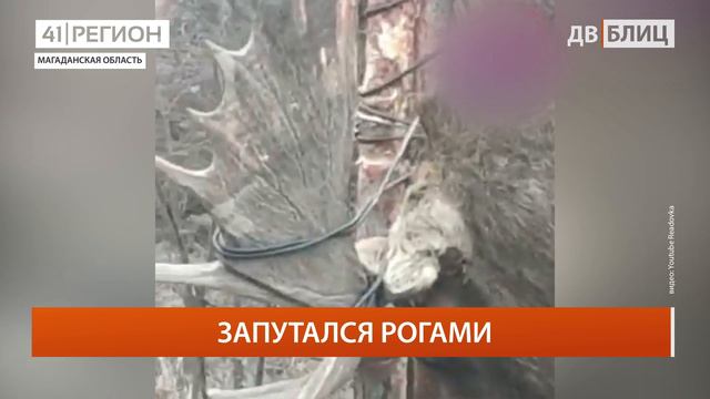 ДАЛЬНИЙ ВОСТОК БЛИЦ 04.10.21 смотреть онлайн