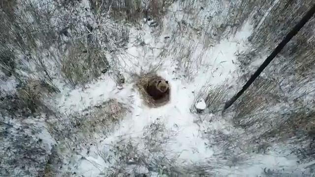 Медведь залёг в спячку на территории города Снежинск. смотреть онлайн