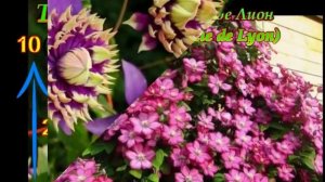 Самые красивые КЛЕМАТИСЫ 3 группы(СИЛЬНОЙ)обрезки.Strong pruning clematis