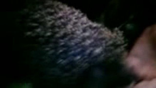 ЁЖИК КОТОРЫЙ КУШАЕТ СЕМЕЧКИ С РУКИ!!!!!!!!!!!!!! смотреть онлайн